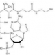 Coenzyme A