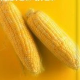 Corn peptide