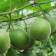 Corsvenor Momordica fruit extract
