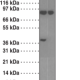 FoxP3Δ2 (exon 2 deleted) Specific Monoclonal Antibody (Clone 16J4G6)