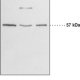 GPR17 (C-Term) Polyclonal Antibody
