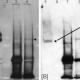 GluR1 (Phospho-Ser845) Polyclonal Antibody