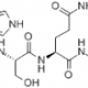 Glucagon
