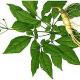 Low pesticide residues ginseng extract