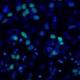 Methylated Lysine Polyclonal Antibody-biotin
