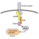 MyD88 Homodimerization Inhibitory Peptide Set