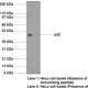 NF-κB (p50) Monoclonal Antibody (Clone 2J10D7)