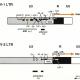 NF-κB (p50) NLS Inhibitory Peptide Set