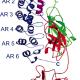 NF-κB (p65) Monoclonal Antibody (Clone 112A1021)