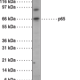 NF-κB (p65) Polyclonal Antibody (aa 538-546)