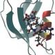 NMDA Receptor NR2B Subunit Polyclonal Antibody