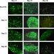 Nav1.7 Sodium Channel Monoclonal Antibody (Clone S68-6)