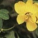 Quercetin 