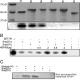 SET7/9 (FL) Polyclonal Antibody