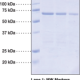 SIRT4 (human recombinant)