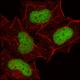 SIRT6 Direct Fluorescent Assay Kit