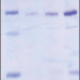 SIRT7 (human recombinant)
