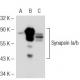 Synapsin I Polyclonal Antibody (neat serum)