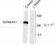 Synapsin I Polyclonal Antibody