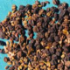 Syringa vulgaris