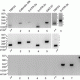 TRPC4 Calcium Channel Monoclonal Antibody (Clone S77-15)