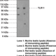 Toll-Like Receptor 11 Polyclonal Antibody