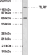 Toll-Like Receptor 7 Polyclonal Antibody