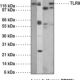 Toll-Like Receptor 9 Monoclonal Antibody (Clone 26C593.2)