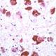 Ubiquitin Monoclonal Antibody (Clone 5B9-B3)