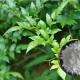 Vine (Rattan) Tea Extract